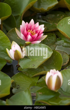 Nahaufnahme einer leuchtenden weißen, rosa wasserlilie (Nymphea), die in einem Teich blüht, umgeben von grünen Lilienpads. Stockfoto