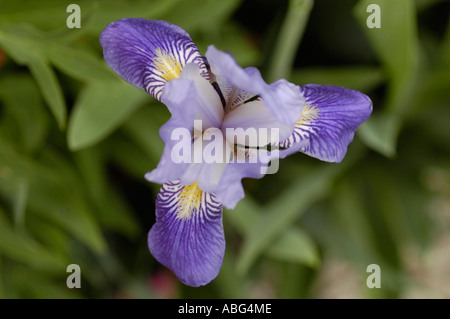 Blaue Stacheldraht Iris Blume von oben Iridaceae Iris Barbata hort Stockfoto