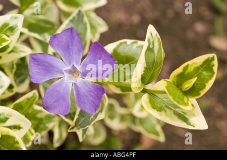 Violett-blaue Blüte von Grossperiwinkle (Vinca Major variegata) mit bunten Blättern. Heimisch in Europa, Asien und der kaukasischen Region. Stockfoto