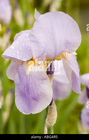 Nahaufnahme einer blassblauen Irisblume mit zarten Wassertropfen auf den Blütenblättern, die den gelben Bart und die komplizierten Details in einem Garten zeigen. Stockfoto