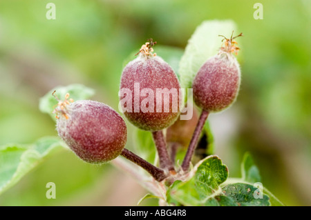 Nahaufnahme von kleinen violetten Äpfeln, die im Frühjahr auf einem Baumzweig in einem Garten wachsen. Stockfoto