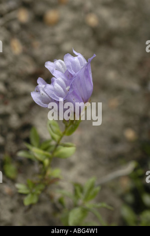 Medizinpflanze Gelderrose oder Schneeballbaum oder hoher Preiselbeerstrauch oder Caprifoliaceae Viburnum opulus Roseum mit violetten Blüten und grünen Blättern. Stockfoto