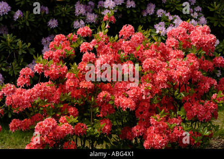 Nahaufnahme der leuchtenden roten Azaleen Ericaceae Rhododendron Norma Blumen, die in einem üppigen Garten mit violetten Blüten im Hintergrund blühen. Stockfoto