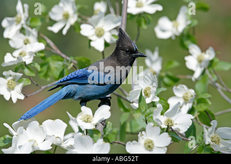 Stellers Jay im pazifischen Hartriegel Stockfoto