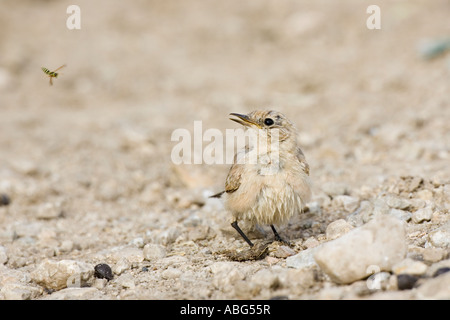 Isabellinische Steinschmätzer beobachten eine fliegende Wespe Stockfoto