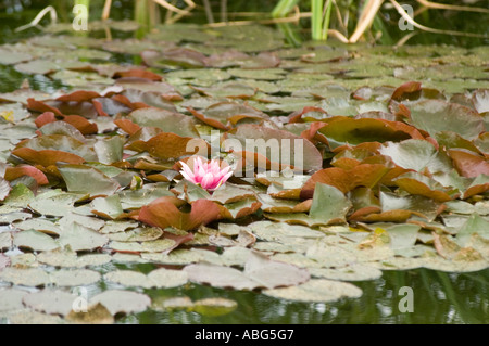 Eine wunderschöne weiße, rosa Wasserlilie (Nymphaea), die inmitten grüner und rötlicher Lilienpads in einer ruhigen Teichumgebung blüht. Stockfoto