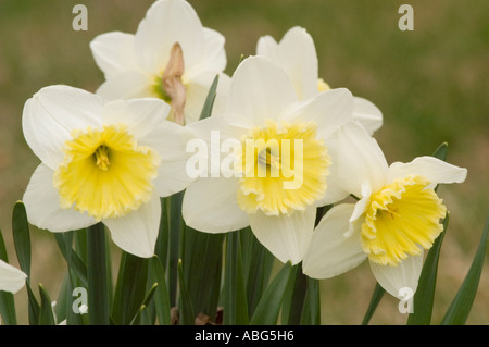 Weiße und gelbe Blüten von Amaryllidaceae Narcissus Ice Follies Konijnenburg Mark 1956 blüht im Garten. Stockfoto