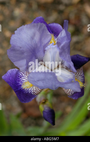Blume mit blaubärtiger Iris aus nächster Nähe Barbata Elatior Hort mit violetten Blüten, weißer Mitte und gelbem Bart in einer Gartenumgebung. Stockfoto