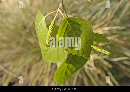 Nahaufnahme junger grüner Birkenbetula-Blätter und -Katzetten im frühen Frühjahr, von oben vor einem weichen, verschwommenen Hintergrund. Stockfoto