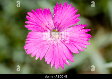 Nahaufnahme einer pulsierenden Alpinie-rosa Blume Caryophyllaceae Dianthus alpinus, die in einem Garten mit einem weichen, verschwommenen Hintergrund blüht. Stockfoto