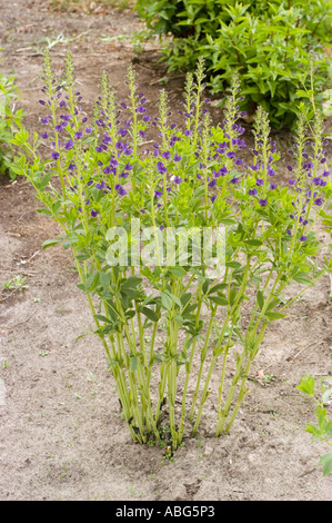 Falscher Ziegenbart oder chinesische astilbe (Astilbe chinensis) im Garten. Familie der Saxifragaceae, heimisch in China, Asien. Stockfoto