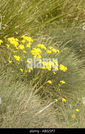 Gelben Blüten der Rosengewächse Potentilla Crantzii Italien Stockfoto