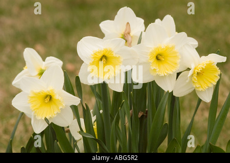 Gelbe Blüten Amarylidaceae Narcissus Ice Follies Konijnenburg Mark 1956 Stockfoto