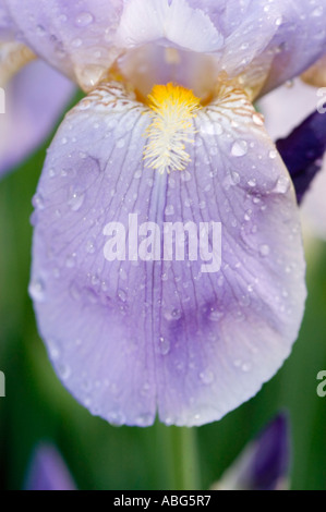 Makroaufnahme einer bärtigen Blume mit Süßwassertropfen auf den Blütenblättern, die zarte Textur und leuchtende Farben zeigen. Stockfoto