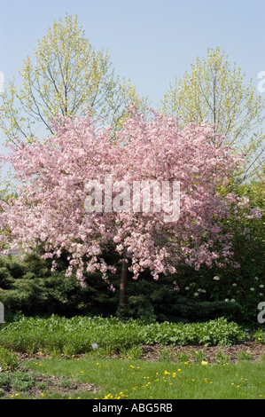 Schöner Apfelbaum bedeckt mit rosa Blumen in voller Blüte im Frühling in einer üppigen Gartenlandschaft. Stockfoto