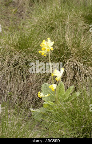 Gelben Blüten der Rosengewächse Potentilla Crantzii Italien Stockfoto