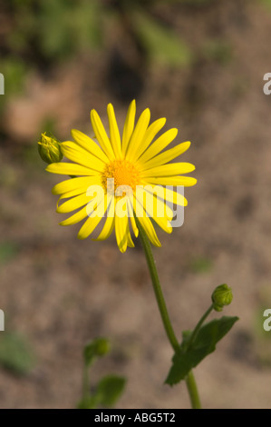 Nahaufnahme einer schönen gelben Blume mit vielen Blütenblättern und grünen Knospen auf einem Stiel, vor einem weichen, verschwommenen Hintergrund. Stockfoto