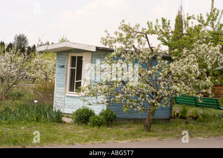Blühende Apfelbäume in voller Blüte neben einem blassblauen kleinen Holzhaus in einem üppigen Garten im Frühling. Stockfoto