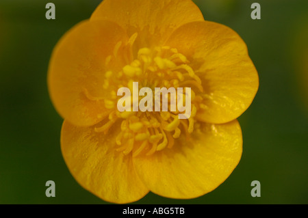 Makroaufnahme von gelben Blüten von Ranunculaceae Ranunculus lanuginosus mit detaillierten Blütenblättern und Staubblättern in weichem natürlichem Licht. Stockfoto