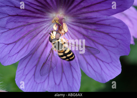 Hoverfly Syrphid Fliege Diptera Wespe Insekten imitieren Closeup Nahaufnahme Makro lila Geranium gemeinsame Blume England UK-Vereinigtes Königreich-G Stockfoto