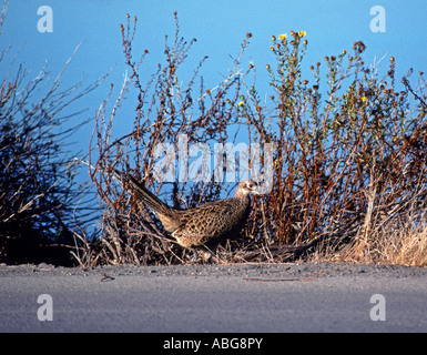 Ring-necked Fasan Phasianus Colchicus in Palo Alto s Baylands Naturschutzgebiet entlang der Bucht von San Francisco in Kalifornien, USA Stockfoto