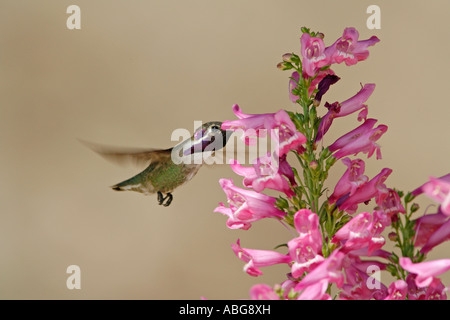 Costas Kolibri Nektar aus den Blüten der Penstemon suchen Stockfoto