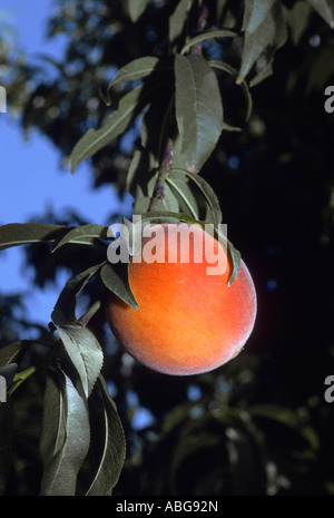 California Rebe reifer Pfirsich Baum. Stockfoto