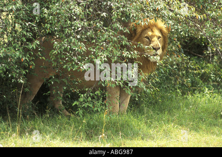 Männlicher Löwe mit Blick vom Croton Strauch Masai Mara National Reserve Kenia in Ostafrika Stockfoto