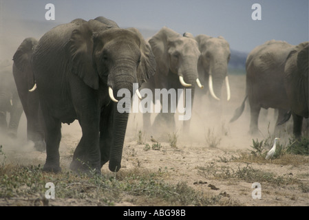 Elefanten, die Staub im Amboseli Nationalpark Kenia in Ostafrika Stockfoto