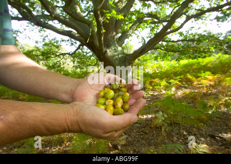 Eicheln Eiche Ashridge Herts UK Herbst Stockfoto