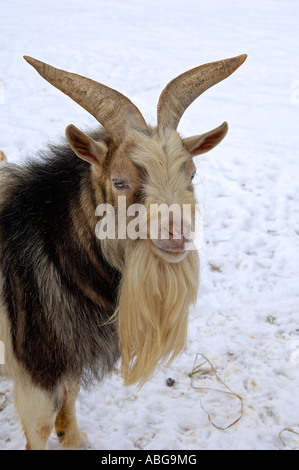 Hausziege Capra Hircus, Alter Mann Stockfoto