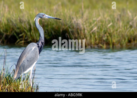 Dreifarbigen Heron (Egretta Tricolor) an Assateague Island National Seashore, Maryland Stockfoto