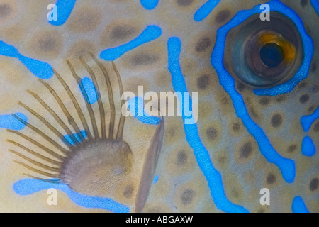 Das Auge von einer scrawled Feilenfisch oder kritzelte Lederjacke, Aluterus Scriptus. Stockfoto