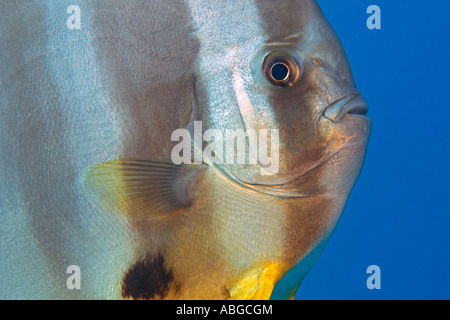 Longfin Fledermausfisch (Platax Teira), Malediven Stockfoto