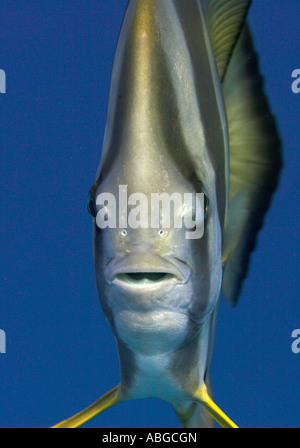 Longfin Fledermausfisch (Platax Teira), Malediven Stockfoto