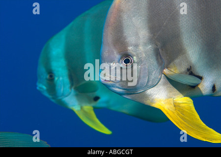 Longfin Fledermausfisch (Platax Teira), Malediven Stockfoto