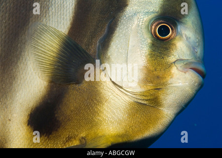 Longfin Fledermausfisch (Platax Teira), Malediven Stockfoto