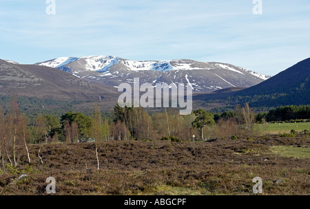 Braeriach mit Schnee in die Hochgebirgsflora an einem sonnigen betrachtet Frühlingstag von Tullochgrue östlich von Aviemore Stockfoto