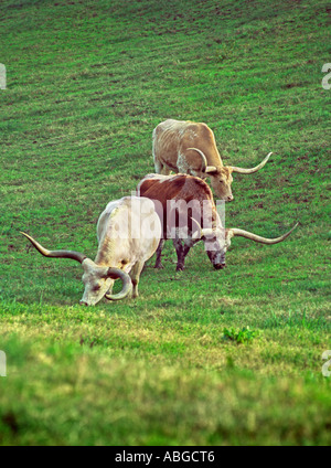 TEXAS LONGHORN STEUERT RAZING AM HANG WEIDE TEXAS USA Stockfoto