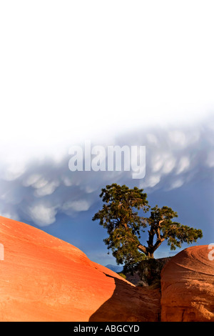 Baum am Rand der Felsvorsprung Stockfoto