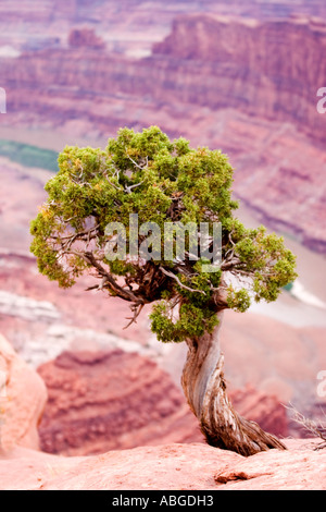 Zeder über Canyonlands Blick Stockfoto