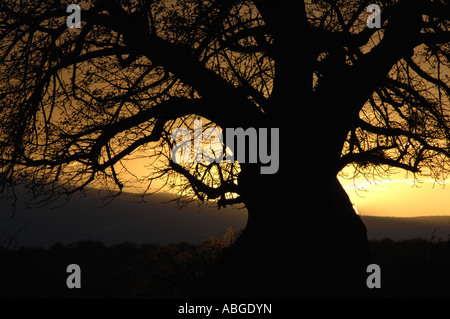 Baobab-Baum, Samburu National Reserve, Kenia Stockfoto