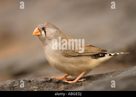 Zebrafinken weiblich, Taeniopygia Guttata, Northern Territory, Australien Stockfoto