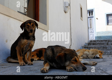 Hunde vor einem Haus in Santorin in der Ägäis, Griechenland Stockfoto