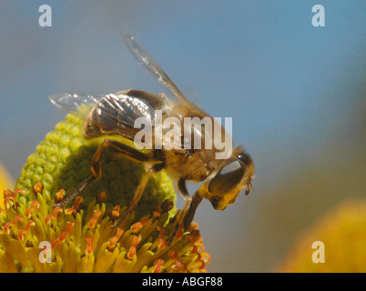 Ein Hoverfly ernährt sich von einer gelben Blume Stockfoto