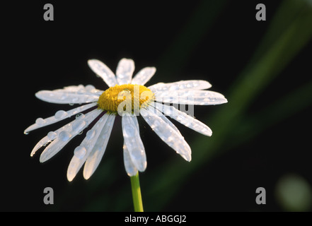 Auf Daisy Pedale am frühen Morgen Tau. Stockfoto