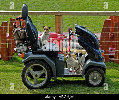 Drei Jack Russell Terrier auf einen elektrischen Buggy. Royal Highland Show 2006, Ingliston, Edinburgh, Schottland, U. Ich l Stockfoto