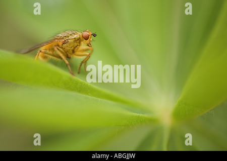 Fliegen Sie (Brachycera) auf lupine Blatt Stockfoto