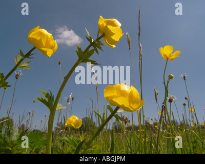 Trollblume (Trollblume Europaeus) Stockfoto