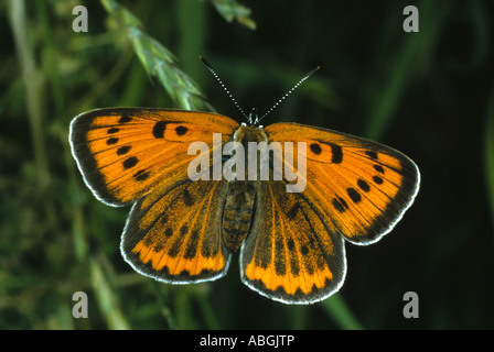 Große Kupfer (Lycaena Dispar) Stockfoto